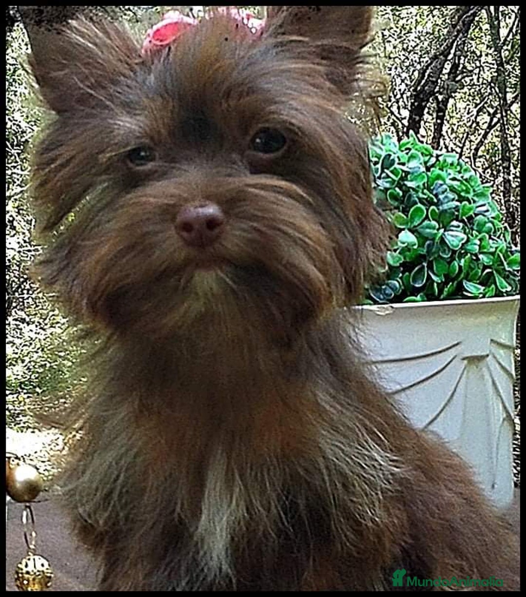 Yorkshire Terrier perros en venta: Hembras Yorkshire Chocolate  - Imagen 3