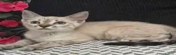 Siamés gatos en venta: Siamés  - Anuncio 4