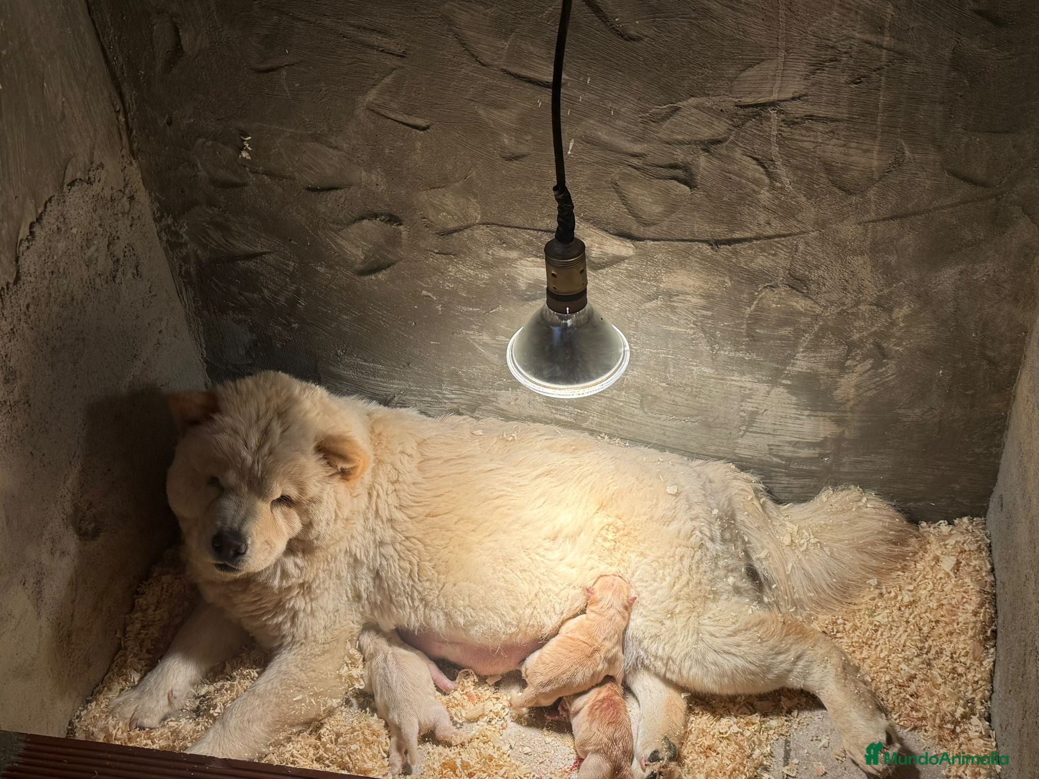 Chow Chow perros Chow chow espectaculares para febrero  - Anuncio 23