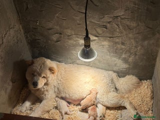 Chow Chow perros Chow chow espectaculares para febrero - Anuncio 3