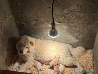 Chow Chow perros Chow chow espectaculares para febrero - Anuncio 4