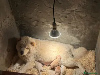 Chow Chow perros Chow chow espectaculares para febrero - Anuncio 4