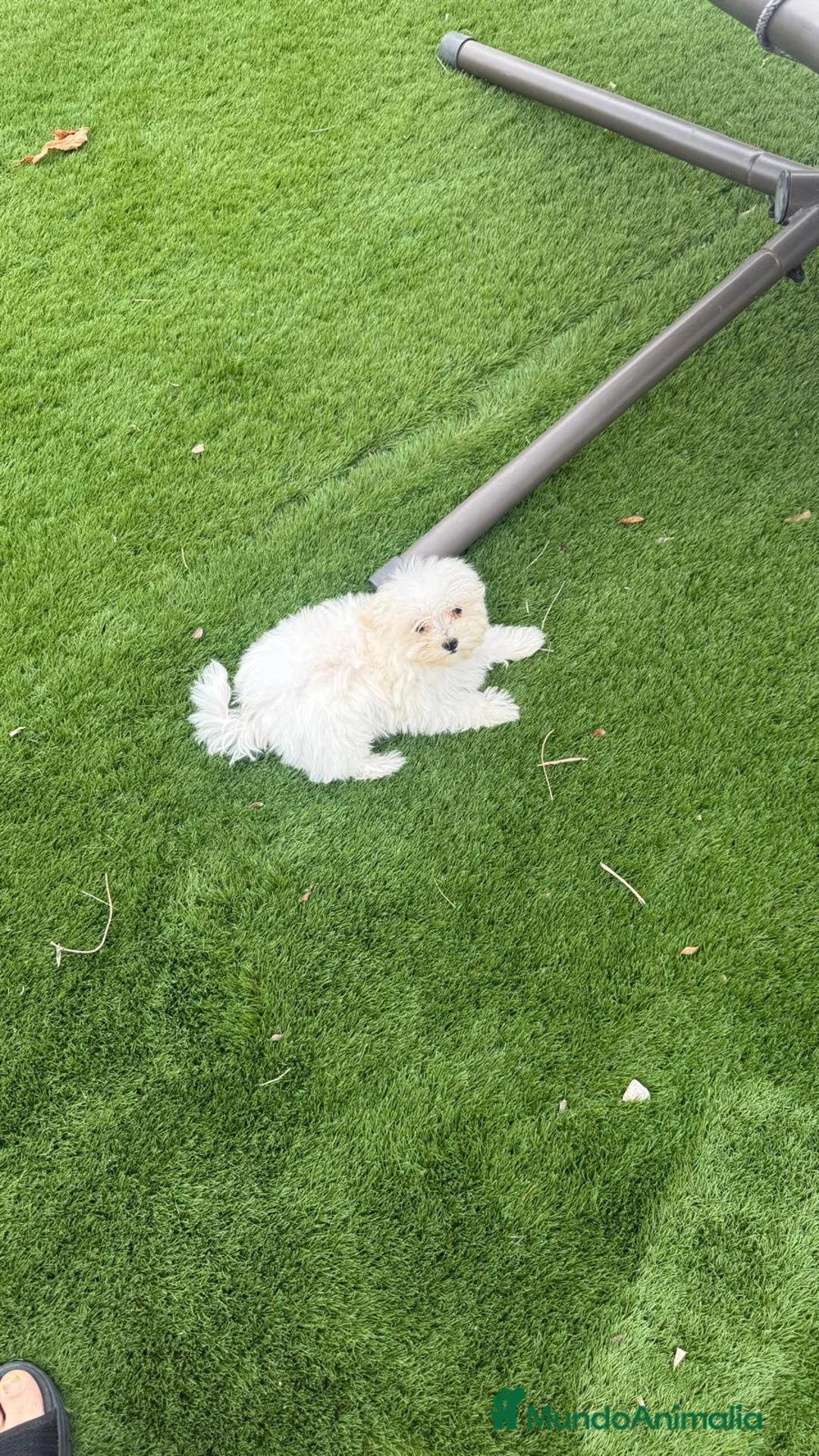 Bichón Maltés perros en venta: Cachorra de bichon maltes - Anuncio 2