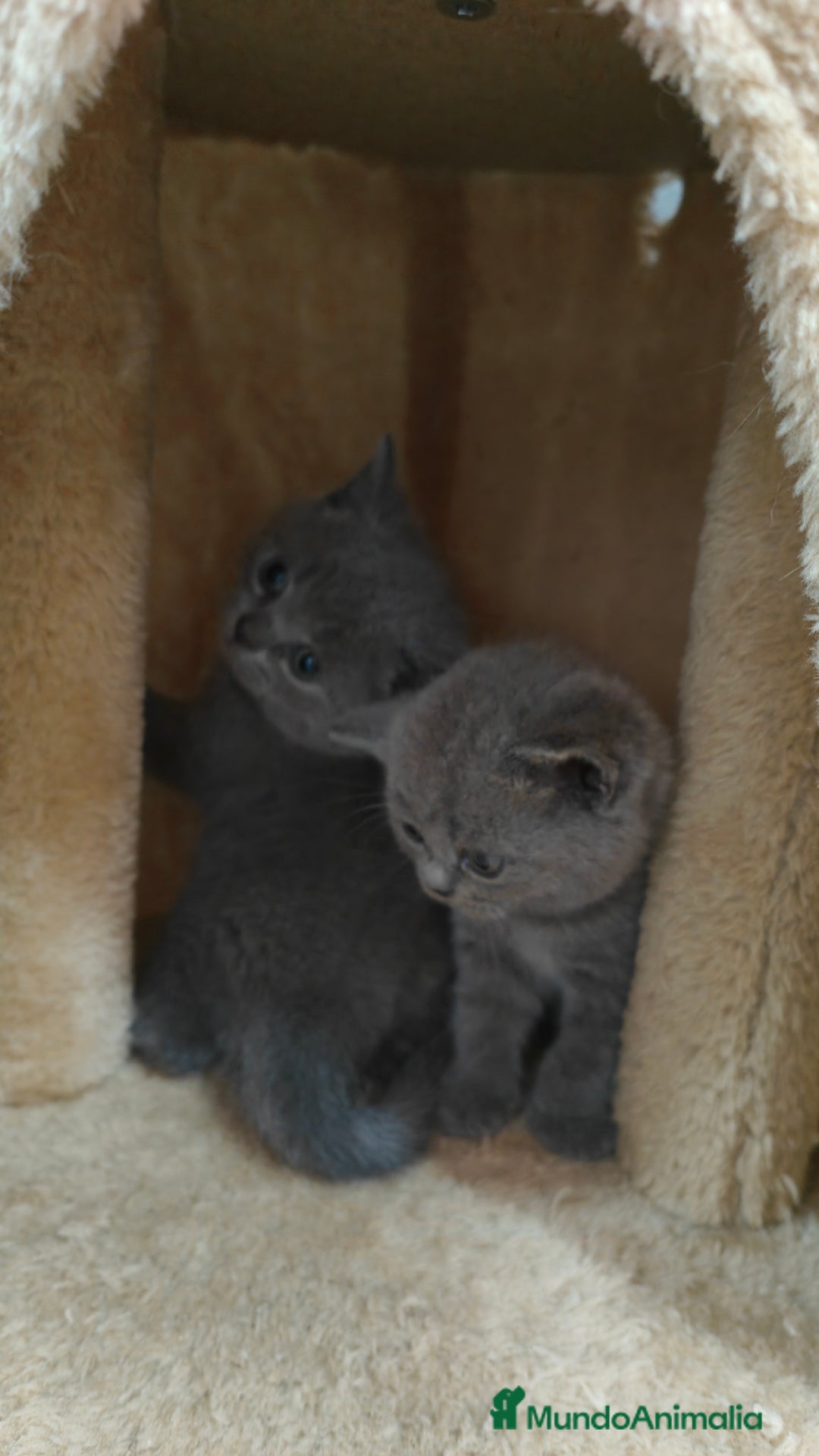 Británico de Pelo Corto gatos en venta: Gato British  en Salamanca - Imagen 4