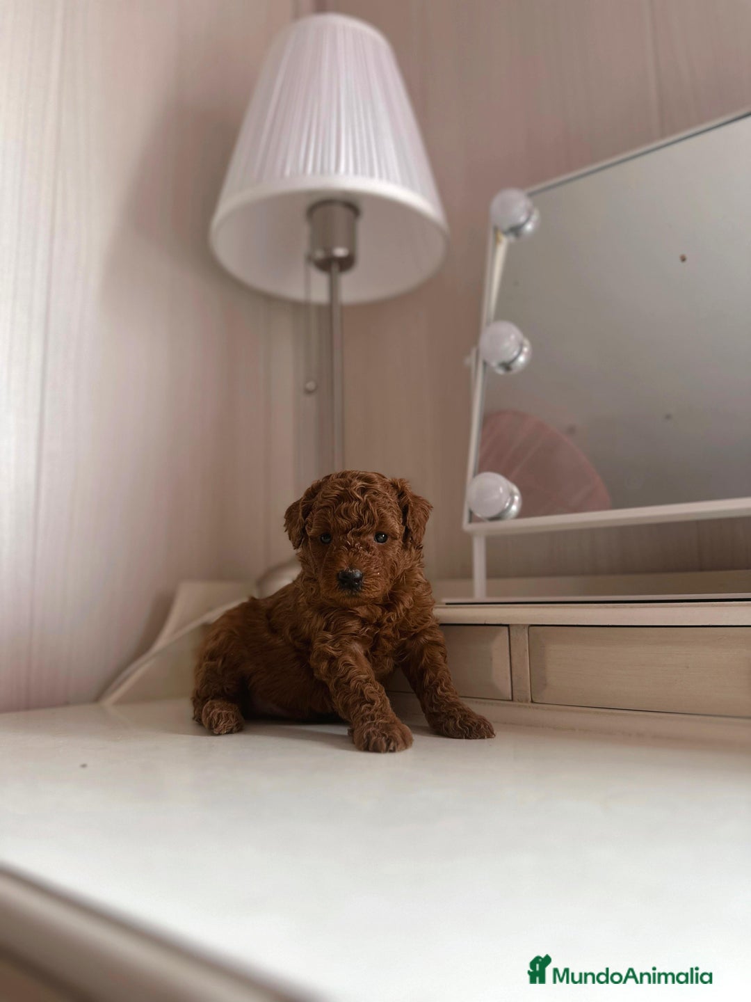 Caniche Toy perros en venta: Venta de caniche toy - Anuncio 4