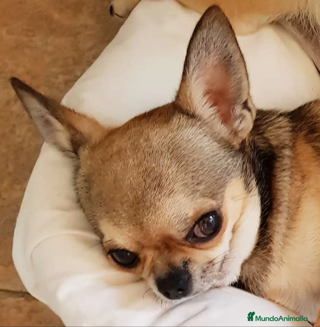 Chihuahua perros en venta: Cachorritos chihuahua crema en Madrid - Anuncio 5