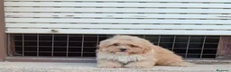 Maltipoo perros en venta: Maltipoo - Anuncio 6