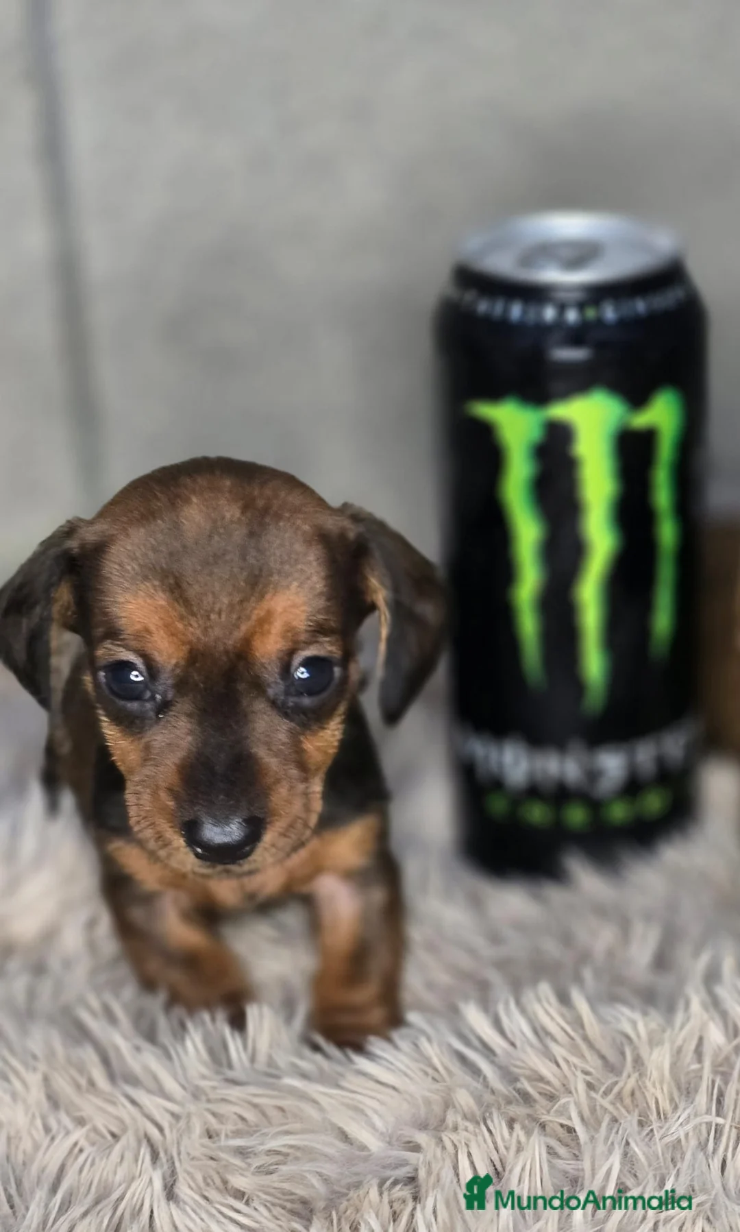 Teckel Miniatura perros en venta: Teckel macho mini hoja seca - Anuncio 2