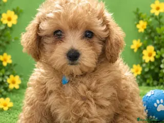 Caniche Toy perros EJEMPLAR DE CANICHE TOY - Anuncio 2