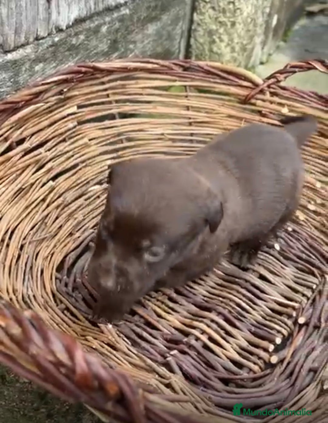 Labrador Retriever perros en venta: Labrador retriever  - Anuncio 8