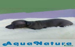 Pequeño Lebrel Italiano perros en venta:  Lebrel Italiano Hembra 1 de BN y Omega AQUANATURA - Imagen 2