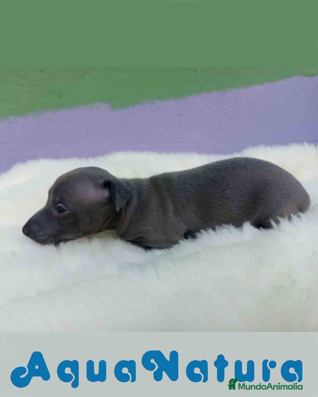 Pequeño Lebrel Italiano perros en venta:  Lebrel Italiano Hembra 1 de BN y Omega AQUANATURA - Imagen 2