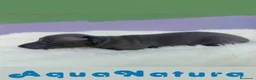 Pequeño Lebrel Italiano perros en venta:  Lebrel Italiano Hembra 1 de BN y Omega AQUANATURA - Anuncio 2