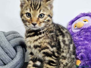 Bengalí gatos Bengali Macho 1823 AQUANATURA en Barcelona - Anuncio 2