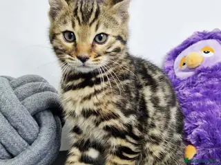 Bengalí gatos Bengali Macho 1823 AQUANATURA en Barcelona - Anuncio 25