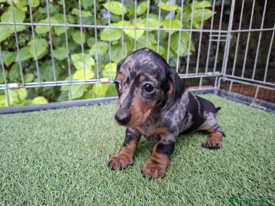 Teckel Miniatura perros en venta: TECKEL KANNINCHEN ARLEQUIN PLATA - Anuncio 2