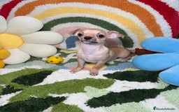 Chihuahua perros en venta: Chihuahua Macho - Imagen 2
