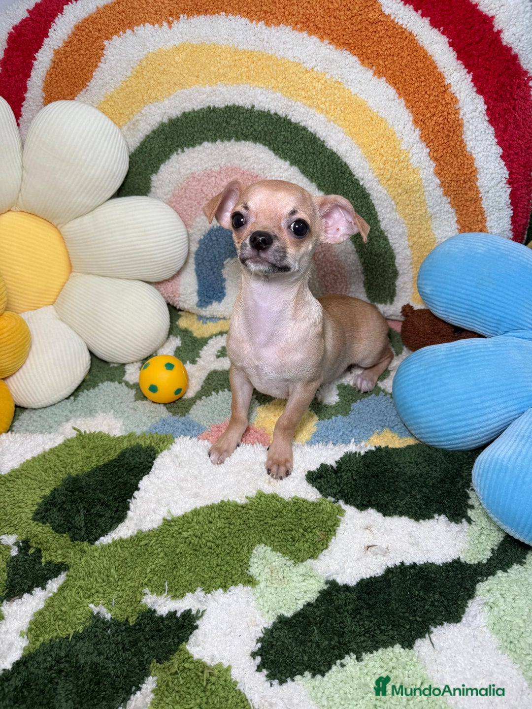 Chihuahua perros en venta: Chihuahua Macho - Imagen 2