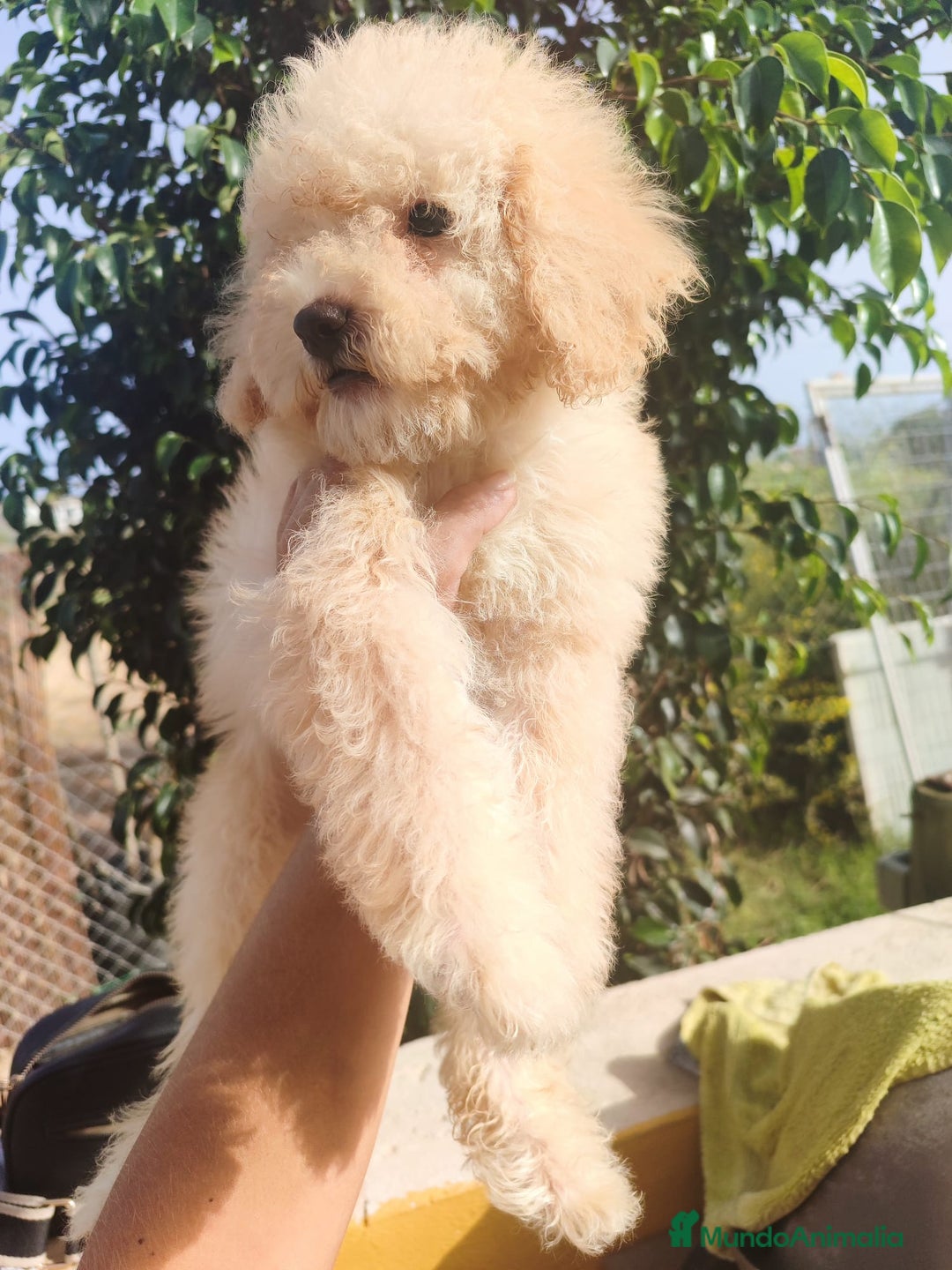 Caniche Toy perros en venta: Caniche Toy - Imagen 11