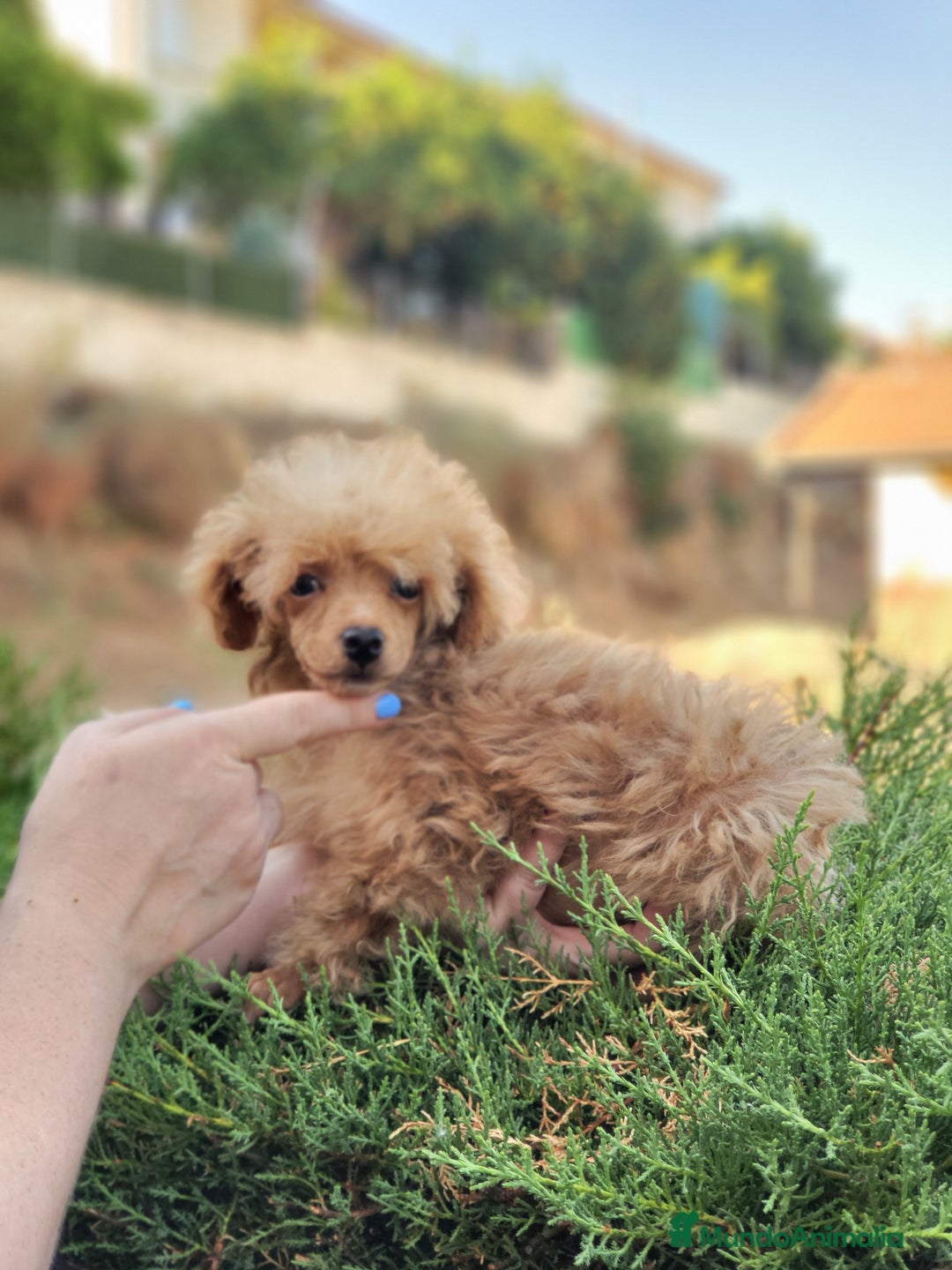 Caniche Toy perros en venta: Hembrita diminuta  - Imagen 4