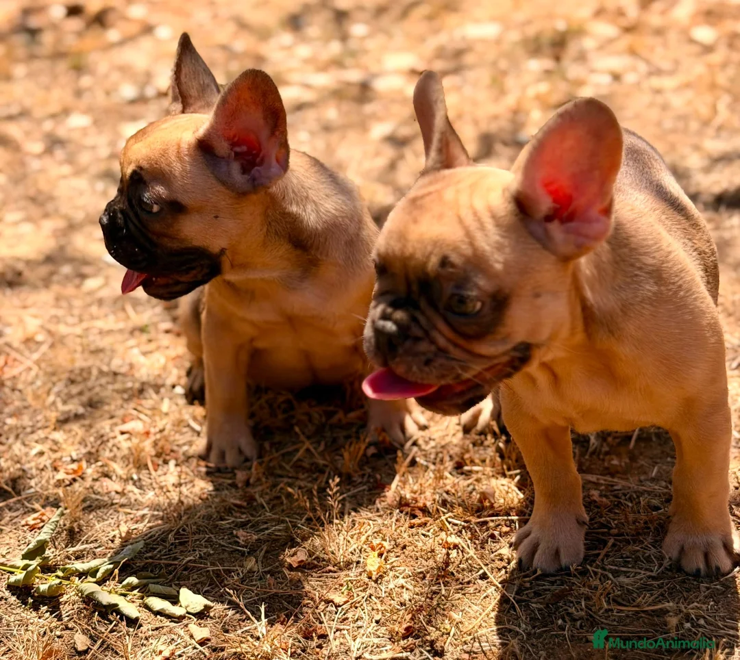 Bulldog Francés perros en venta: BULLDOG FRANCÉS  - Anuncio 2