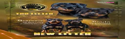 Rottweiler perros en venta: Cachorros de Rottweiler cria y selección en Valencia - Anuncio 3