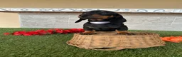 Teckel perros en venta: Fabulosos TECKEL NEGRO FUEGO  - Anuncio 4