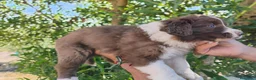 Border Collie perros en venta: Bordell collin De Campeonato Únicos Calidad - Anuncio 8