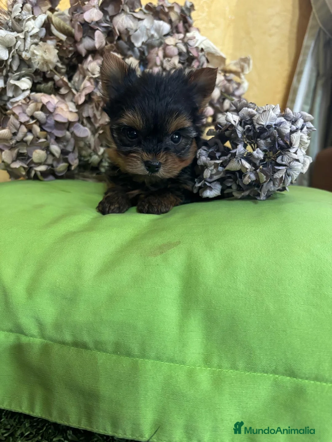 Yorkshire Terrier perros en venta: Yorkshire Toy fotos actuales hembra y macho !! - Anuncio 10