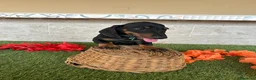 Teckel perros en venta: Teckel miniatura negro fuego  - Anuncio 4