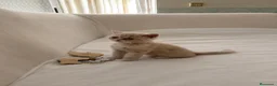 Persa gatos en venta: Persa exotico crema  - Anuncio 2