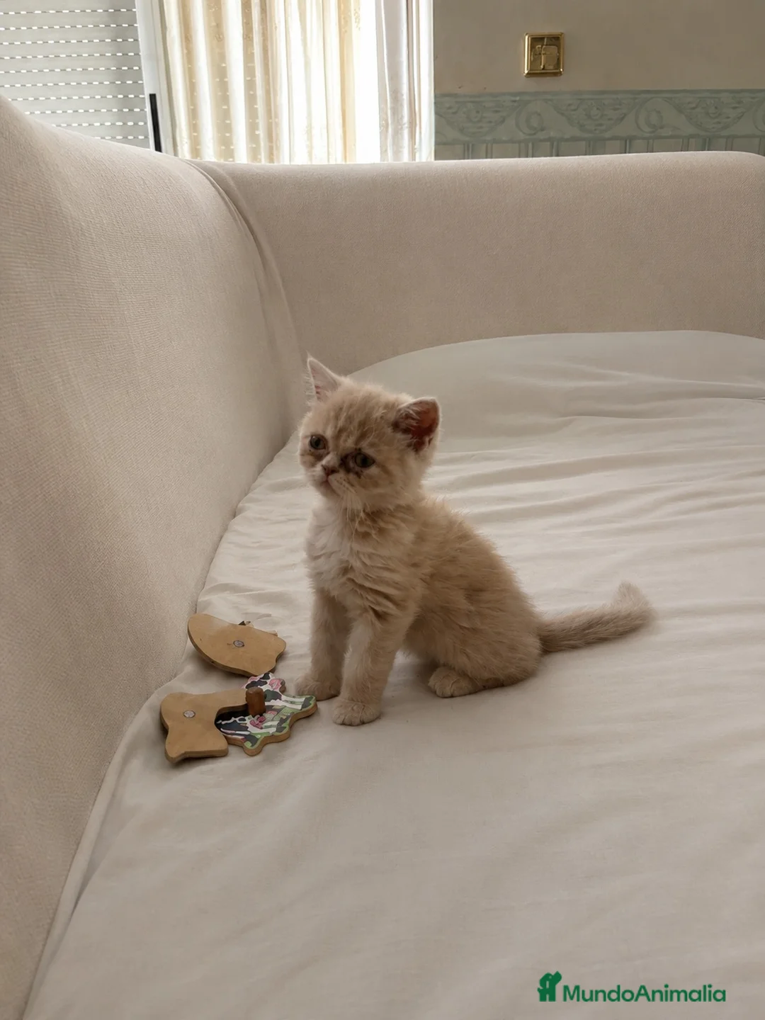 Persa gatos en venta: Persa exotico crema  - Anuncio 2