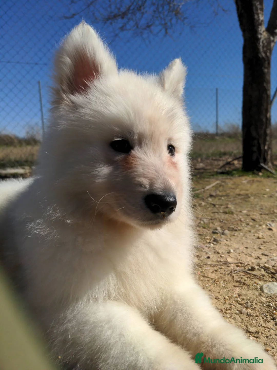 Pastor Blanco Suizo perros en venta: Preciosa hembra de pastor suizo - Anuncio 13