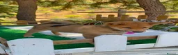 Shiba Inu perros en venta: Shiba Inu espectaculares Hembras Preciosos  - Anuncio 2