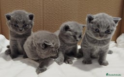 Británico de Pelo Corto Azul gatos en venta: British Shorthair super bonitos - Imagen 11