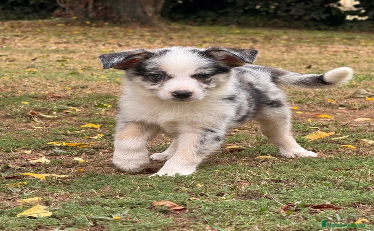 Border Collie perros - Propaganda 1