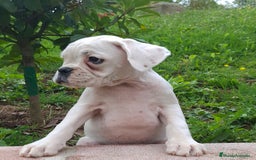 Boxer perros en venta: BOXER BLANCO - Imagen 3