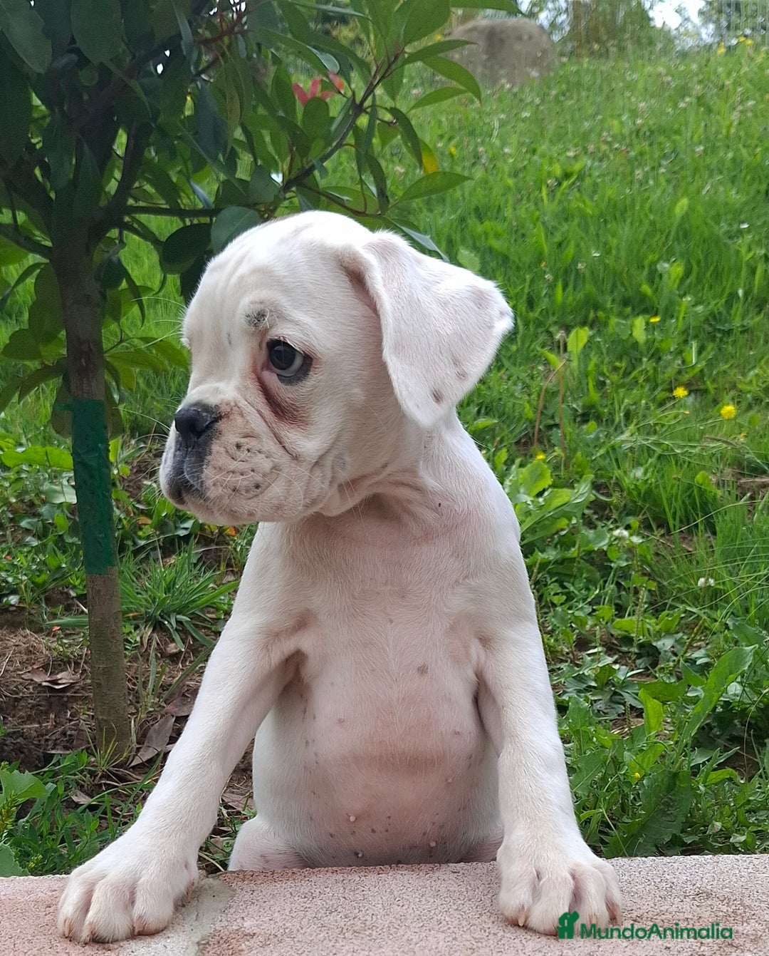 Boxer perros en venta: BOXER BLANCO - Imagen 3