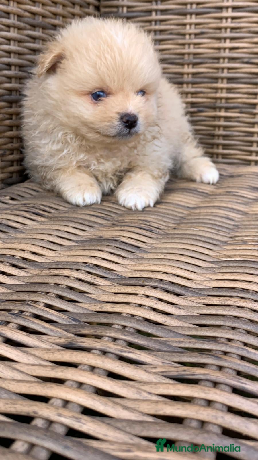 Pomerania perros Pomerania de capricho en Illes Balears - Anuncio 2