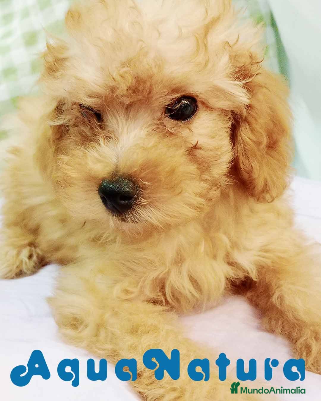 Caniche Mediano perros  Caniche Hembra de Barbie y Can 6148 - AQUANATURA en Barcelona - Anuncio 17