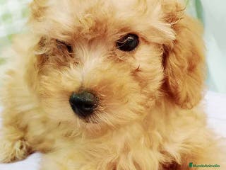 Caniche Mediano perros Caniche Hembra de Barbie y Can 6148 - AQUANATURA en Barcelona - Anuncio 2