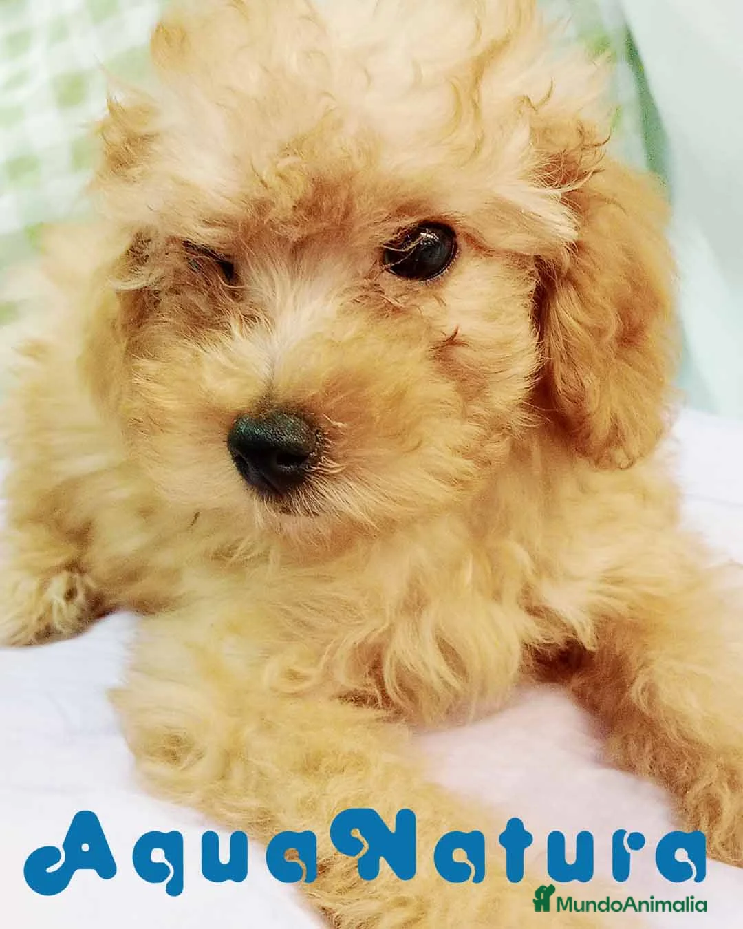 Caniche Mediano perros en venta:  Caniche Hembra de Barbie y Can 6148 - AQUANATURA en Barcelona - Anuncio 1