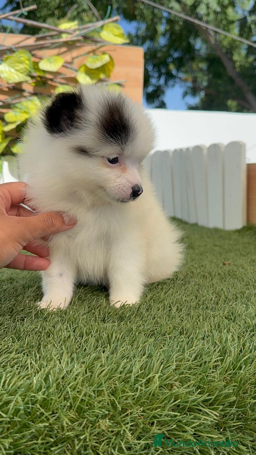 Pomerania perros en venta: POMERANIA HEMBRA BLANCA Y NEGRA - Imagen 4