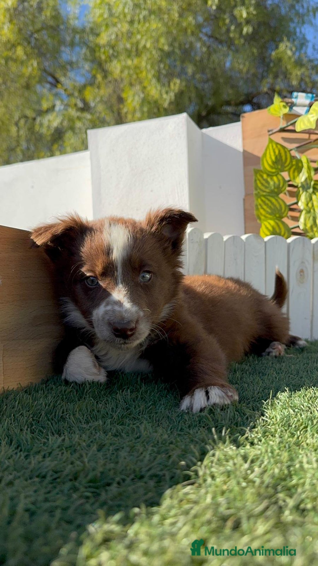 Border Collie perros en venta: BORDER COLLIE - Anuncio 8
