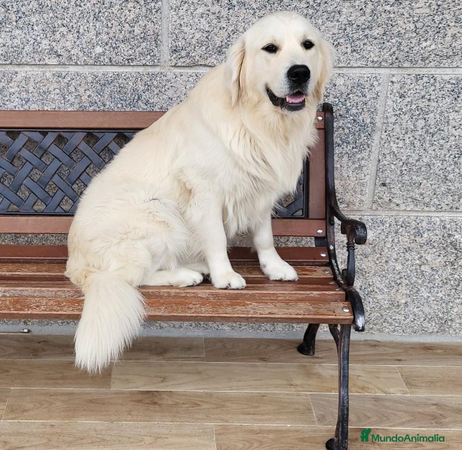 Golden Retriever perros Macho Golden para monta - Anuncio 29