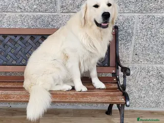 Golden Retriever perros Macho Golden para monta - Anuncio 29