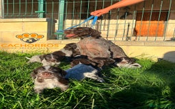 Otras razas perros en venta: Drahthaar - Imagen 4