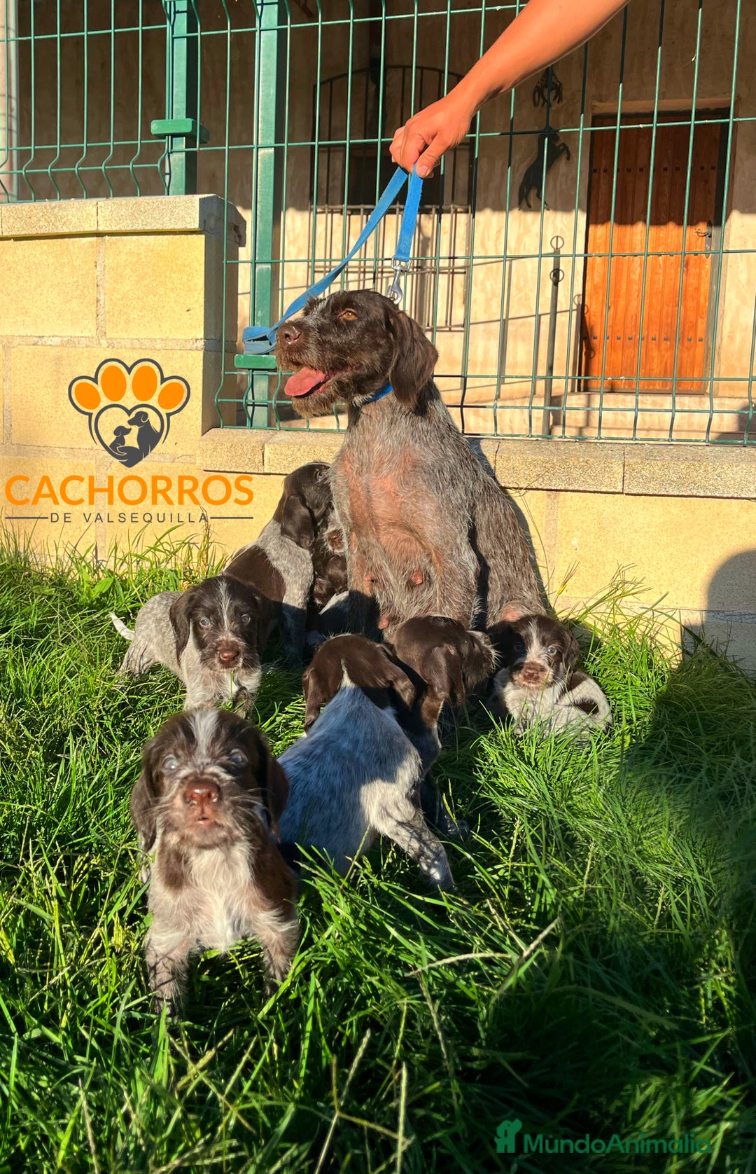 Otras razas perros en venta: Drahthaar - Imagen 4