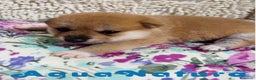Shiba Inu perros en venta: Shiba Inu Macho de Maya y Silvio 1830- AQUANATURA en Barcelona - Anuncio 2