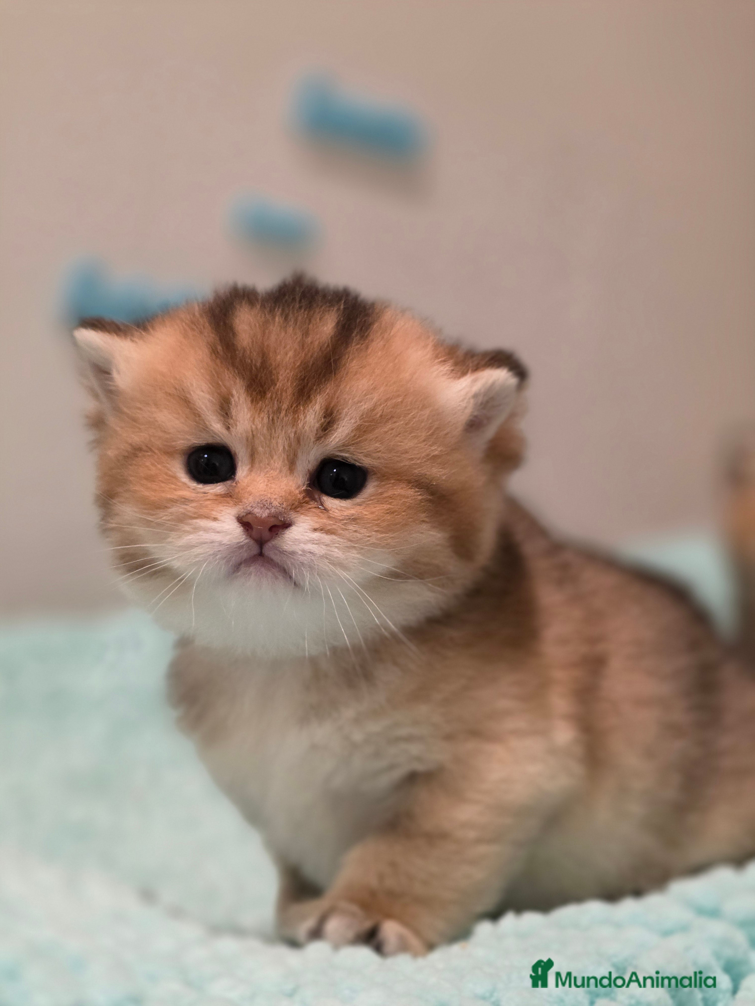 Británico de Pelo Corto gatos Gatitos british shorthair  - Anuncio 1